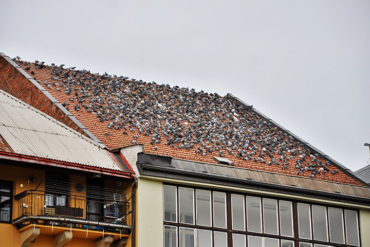 A2B Pest Control are able to install spikes to deter birds from roofs in Pinxton. 