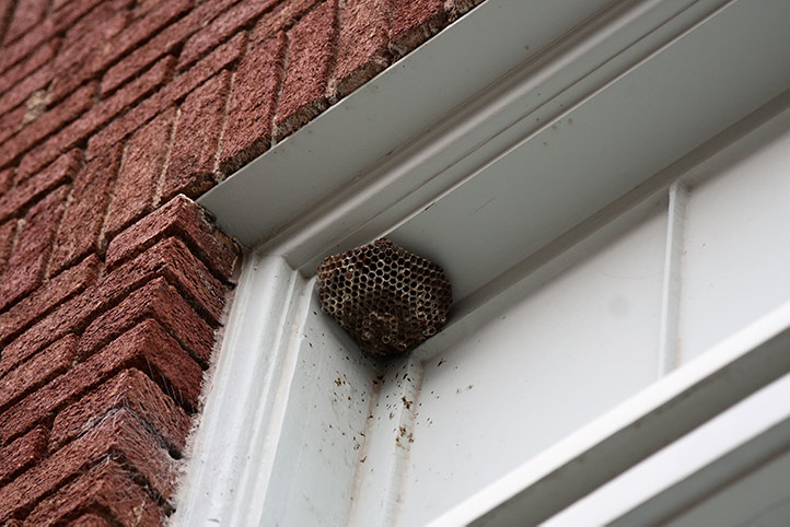 We provide a wasp nest removal service for domestic and commercial properties in Pinxton.